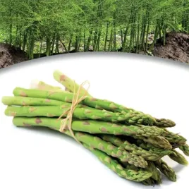 asparagus-szparag-gijnlim-1-szt-bylina-sadzonka-sadzonki