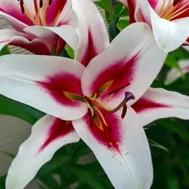 lilia-drzewiasta-gaucho-1-szt-cebule-cebulki-lilii-lilie