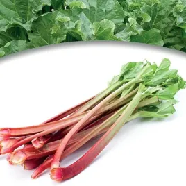 rheum-rabarbar-red-champagne-1-szt-bylina-sadzonka-sadzonki