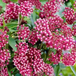 asclepias-trojesc-krwista-soulmate-1-szt-bylina-sadzonka-sadzonki