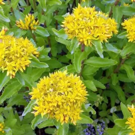 sedum-rozchodnik-aizoon-1-szt-bylina-sadzonka-sadzonki