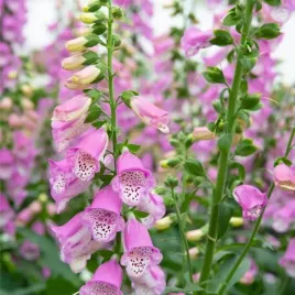 digitalis-naparstnica-virtuoso-rose-1-szt-sadzonka-sadzonki