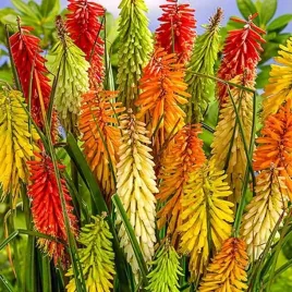 kniphofia-trytoma-mieszanka-mix-5-szt-bylina-sadzonka-sadzonki