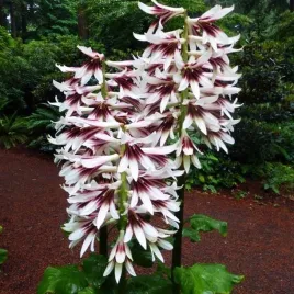 cardiocrinum-giganteum-lilia-himalajska-1-szt-cebule-cebulki-lilii-lilie