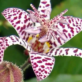 tricyrtis-hirta-trojsklepka-lilia-zabia-1-szt-bylina-sadzonka-sadzonki