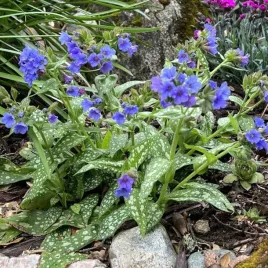 pulmonaria-miodunka-smokey-blue-1-szt-bylina-sadzonka-sadzonki