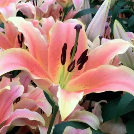 lilia-drzewiasta-zelmira-1-szt-cebule-cebulki-lilii-lilie