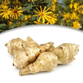 helianthus-slonecznik-bulwiasty-topinambur-1-szt-bylina-sadzonka-sadzonki