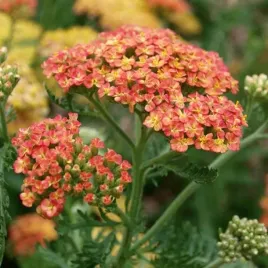 achillea-krwawnik-pospolity-terracotta-1-szt-bylina-sadzonka-sadzonki