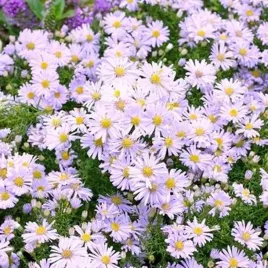 aster-nowobelgijski-brigitte-1-szt-bylina-sadzonka-sadzonki