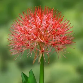scadoxus-multiflorus-krasnokwiat-katarzyny-1-szt-cebule-cebulki