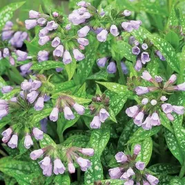 pulmonaria-miodunka-mrs-kittle-1-szt-bylina-sadzonka-sadzonki