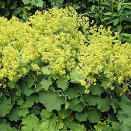 alchemilla-mollis-przywrotnik-miekki-1-szt-bylina-sadzonka-sadzonki