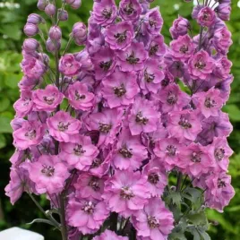 delphinium-ostrozka-pacyfic-astolat-1-szt-sadzonka-sadzonki