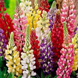 lupinus-lubin-trwaly-mieszanka-mix-5-szt-bylina-sadzonka-sadzonki