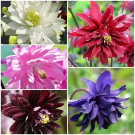zestaw-aquilegia-orlik-pelny-5-szt-bylina-sadzonka-sadzonki