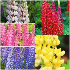 zestaw-lupinus-lubin-trwaly-5-szt-bylina-sadzonka-sadzonki