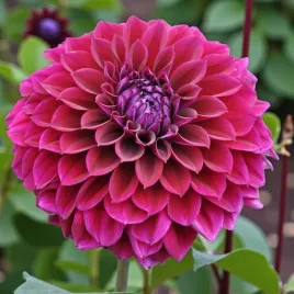 dalia-dekoracyjna-diva-us-1-szt-karpa-sadzonka-sadzonki