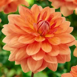 dalia-dekoracyjna-sheps-memory-1-szt-karpa-sadzonka-sadzonki