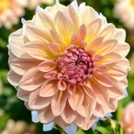 dalia-dekoracyjna-sturm-sweet-maria-1-szt-karpa-sadzonka-sadzonki