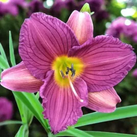 hemerocallis-liliowiec-purple-de-oro-1-szt-bylina-sadzonka-sadzonki