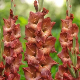 gladiolus-mieczyk-indian-summer-5-szt-cebulki-cebule-kwiaty