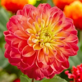 dalia-dekoracyjna-princess-erika-1-szt-karpa-sadzonka-sadzonki