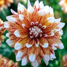 dalia-dekoracyjna-striped-duet-1-szt-karpa-sadzonka-sadzonki