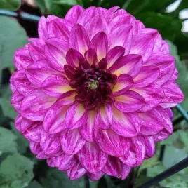 dalia-dekoracyjna-muchacha-1-szt-karpa-sadzonka-sadzonki