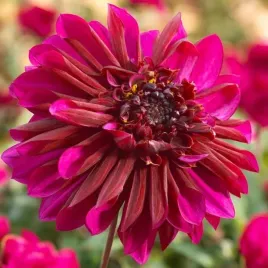 dalia-dekoracyjna-purple-haze-1-szt-karpa-sadzonka-sadzonki