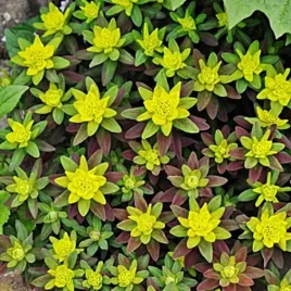 euphorbia-wilczomlecz-zlocisty-purpurea-1-szt-bylina-sadzonka-sadzonki