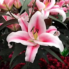 lilia-drzewiasta-marriott-14-16-1-szt-cebulki-cebule-lilii-lilie