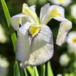 irys-pseudata-cat-s-eye-1-szt-bylina-sadzonka-sadzonki