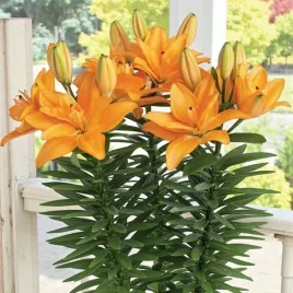 lilia-azjatycka-doniczkowa-tiny-double-dutch-1-szt-cebulki-cebule-lilii-li