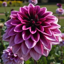 dalia-dekoracyjna-davina-michelle-1-szt-karpa-sadzonka-sadzonki