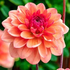 dalia-dekoracyjna-orange-girl-1-szt-karpa-sadzonka-sadzonki