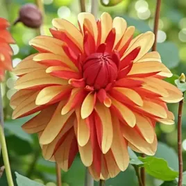 dalia-dekoracyjna-japlou-1-szt-karpa-sadzonka-sadzonki