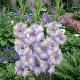 gladiolus-mieczyk-ivonne-5-szt-cebulki-cebule-kwiaty