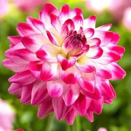 dalia-dekoracyjna-uncle-hankey-1-szt-karpa-sadzonka-sadzonki