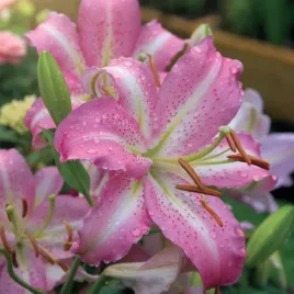 lilia-orientalna-josephine-1-szt-cebulki-cebule-lilii-lilie