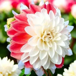 dalia-dekoracyjna-tangerine-sorbet-1-szt-karpa-sadzonka-sadzonki