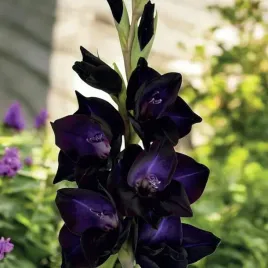 gladiolus-mieczyk-black-sabbath-5-szt-cebulki-cebule-kwiaty