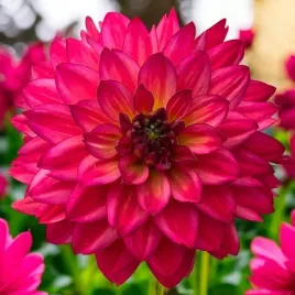 dalia-dekoracyjna-ocean-of-love-1-szt-karpa-sadzonka-sadzonki