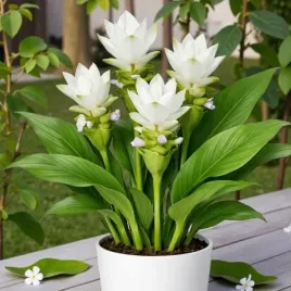 curcuma-kurkuma-white-wonder-1-szt-cebulki-cebule-kwiaty