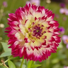 dalia-dekoracyjna-ariko-aphrodite-1-szt-karpa-sadzonka-sadzonki