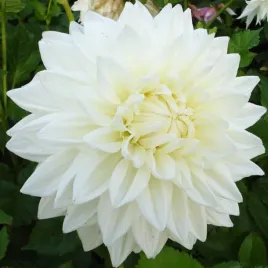 dalia-dekoracyjna-bull-s-pride-1-szt-ii-wybor-karpa-sadzonka-sadzonki