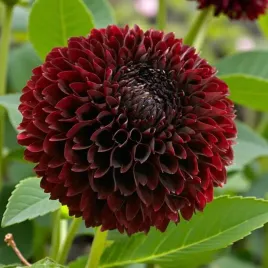 dalia-dekoracyjna-jowey-midnight-1-szt-karpa-sadzonka-sadzonki