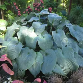 hosta-funkia-big-daddy-1-szt-bylina-sadzonka-sadzonki