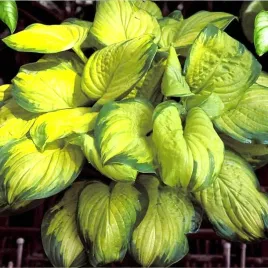hosta-funkia-stained-glass-1-szt-bylina-sadzonka-sadzonki