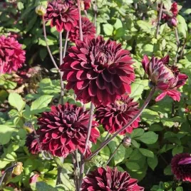 dalia-kaktusowa-black-surprise-1-szt-karpa-sadzonka-sadzonki